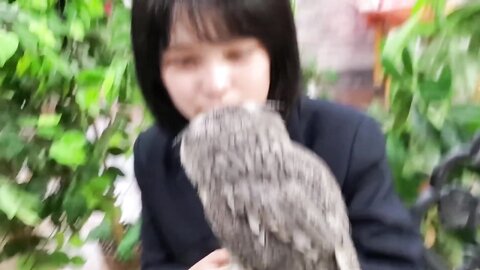 Japan *** Hardcore Video