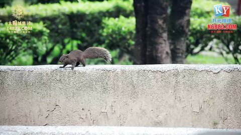 MCY-0068疫情隔离狠操前妻-白沛瑶