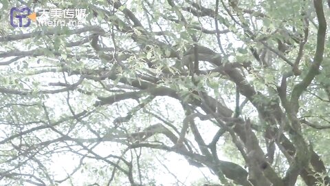 天美传媒TMW075素人约会温泉之旅