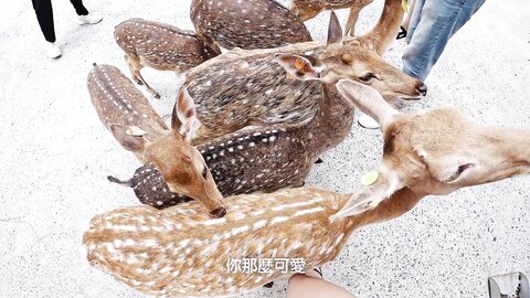 性愛旅行系列 小琉球篇 Ph62C7Ff731564E