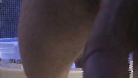 Onlyfans Elysa Exhib Com 294