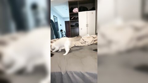 再舔也是狗 20240502 155417