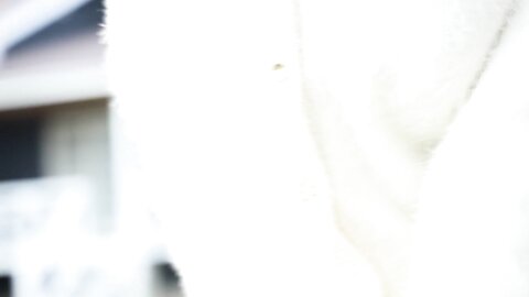 SPRL-070.p