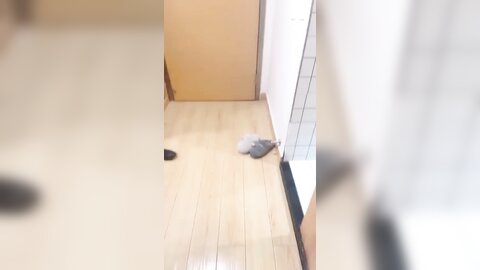 双飞高颜闺蜜 两只小母狗好好伺候老子 快去洗洗抠出来