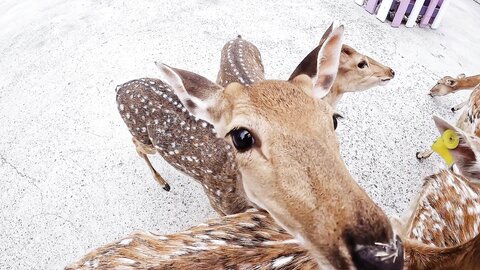 Sex Vlog In Taiwan Pingtung