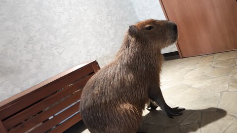 4401493 50% DE RÉDUCTION !!! Première prise de vue et face à face ! ****zynxzjo* ! Une nouvelle beauté belle et innocente, une esthéticienne qui ressemble à Fat Anna, m`obéit absolument ! Elle lèche mes parti...