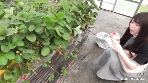 4499303 First photo shoot and face to face! ****zynxzjo* Limited until tomorrow! A young girl goes strawberry picking and is supposed to have a sweet and relaxing time, but... a current professional student w...