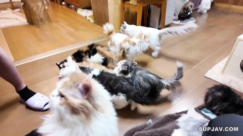 4511406 Exclusive50% off!1490pts until the 9th! ****zynxzjo* !　I`m so cute, I`m in love with a cat on a date at a cat café. The only secret between us is that after the date, she was also crazy about my muscl...