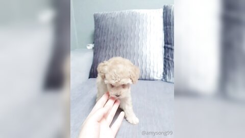 [OF] amysong99 (에이미송) - Collection 01 (20)