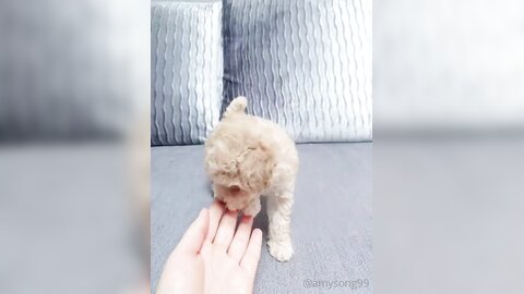 [OF] amysong99 (에이미송) - Collection 01 (18)