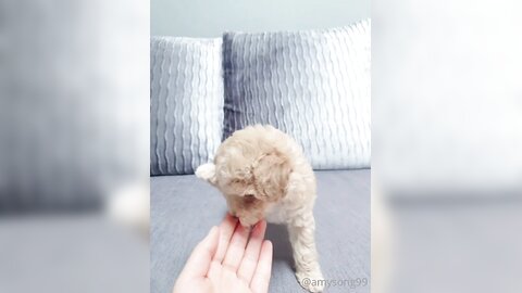 [OF] amysong99 (에이미송) - Collection 01 (18)
