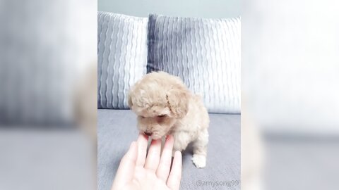 [OF] amysong99 (에이미송) - Collection 01 (18)
