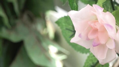 tennen17_kawano_r_mk02