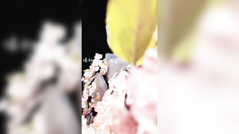 爆机少女喵小吉 - 如梦令 Video (4)