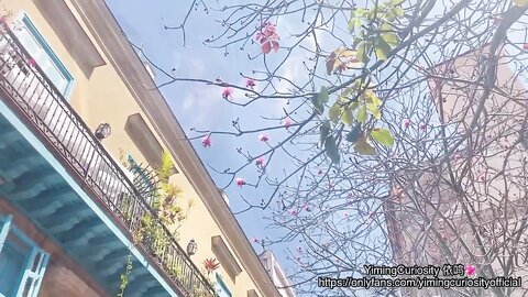 Yimingcuriosity  Havana Sunset Sex Vlog  Asian Chinese Slut Rough Blowjob And Doggy On Balcony Yimingcuriosity