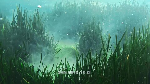 Photos by 三青叶子 - 2024唯美写真#5 (5)