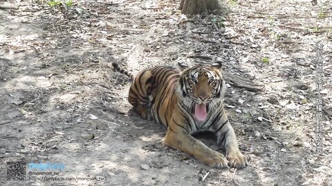 Sex Vlog In Bangkok Thailand Monmontw | Xasiat