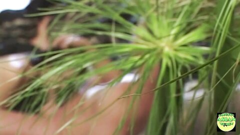 A Petite Asian Cutie With Small Tits Gets Banged Wildly And Cud On Her Face