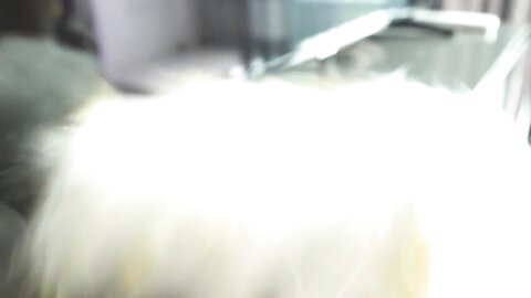 မြမြ ၂ ကွန်ဒုံး ပေါက်ရင် ဗိုက်ကြီး မှာလား Part 1