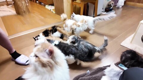  456 A Cat Cafe Date Where She Was Fascinated By The Cat Cute