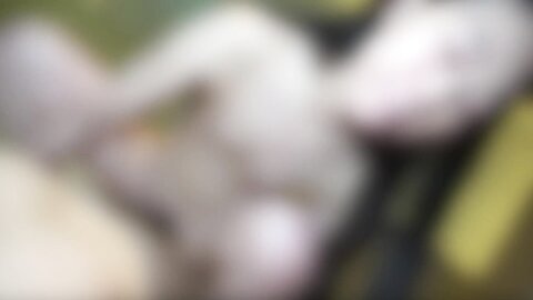 3163852 The excitement never cools down thanks to a natural M temperament that cannot be concealed