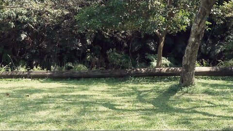 xsj003性爱三国之吕布战潘凤-苡若