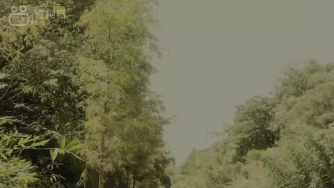 xsj025奇淫三国之空城计-仙儿媛