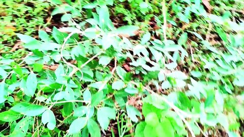 ඇතුලේ යවන්න එපා කැරි වේසා හුත්තො කිවුවත් කුමාරි අක්කාගේ හුත්තට බැස්සුව