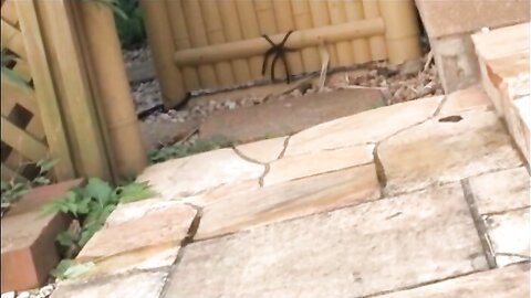 SHIB-501 Manami Hashimoto 橋本愛美 - ぱいぱんちゃんねる 1