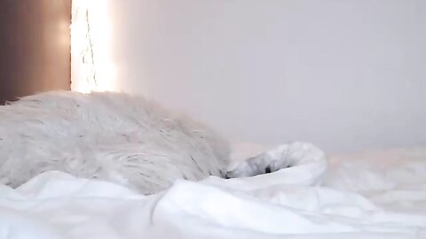 Raven Devine Camgirl 33