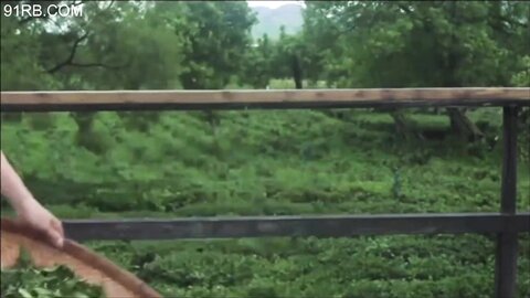 巨乳姐妹演绎传统乳茶之道 两对会喷奶的极品大白兔当作制茶工具实属茶中精品