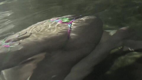 PPMNB-036 Graduating Honor Student Can't Contain Her Tits